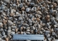 gravilla_12-20